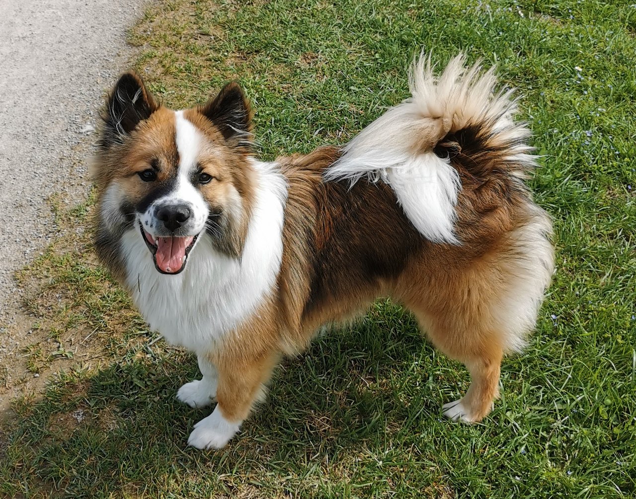 Mali · Therapiehund in Ausbildung